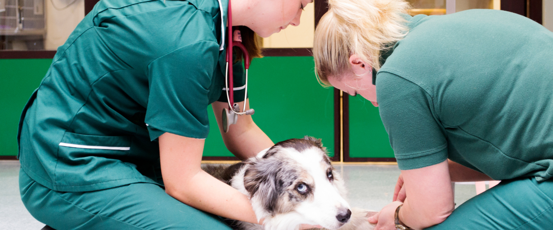 Veterinary Assistant